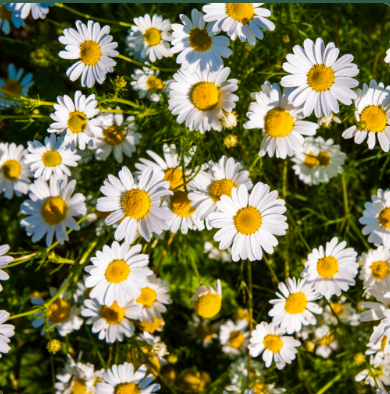 Chamomile