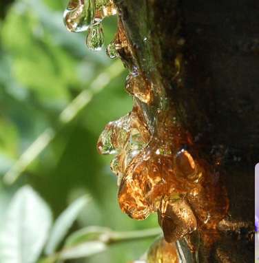 Copaiba
