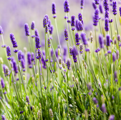 Lavender